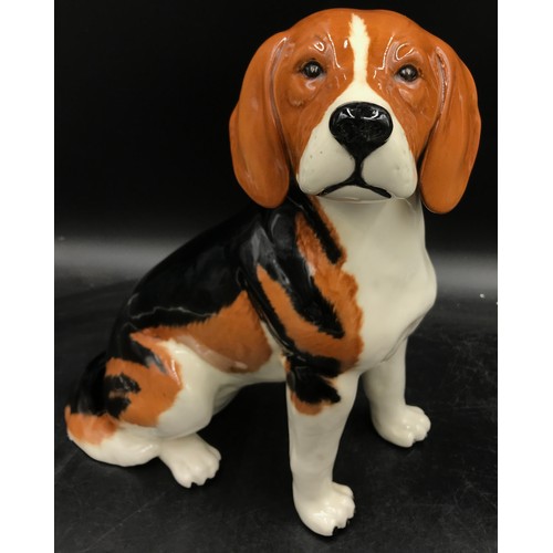 205 - A large Beswick ceramic model of a Beagle model no. 2300 long with a Beswick 'Champion Beagle' on wo... 