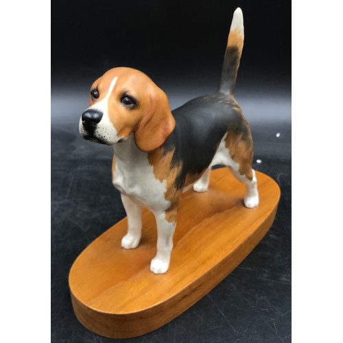 205 - A large Beswick ceramic model of a Beagle model no. 2300 long with a Beswick 'Champion Beagle' on wo... 