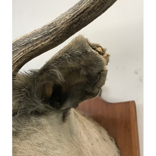 642 - A taxidermy deer's head on a wooden shield shaped wall plaque with C. Helstrip bird and animal prese... 