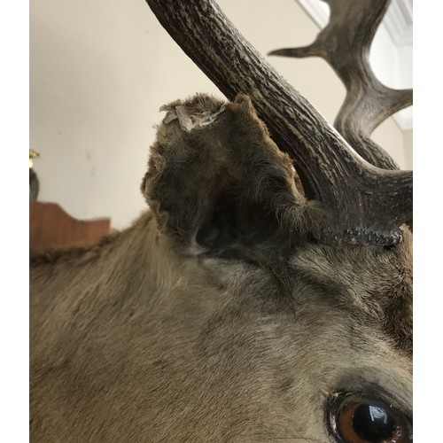 642 - A taxidermy deer's head on a wooden shield shaped wall plaque with C. Helstrip bird and animal prese... 