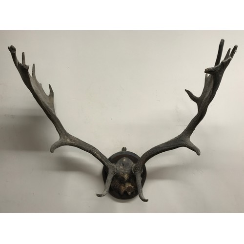 643 - A large set of possibly moose antlers mounted on a circular wooden plaque approx. 64w x 60cm h.