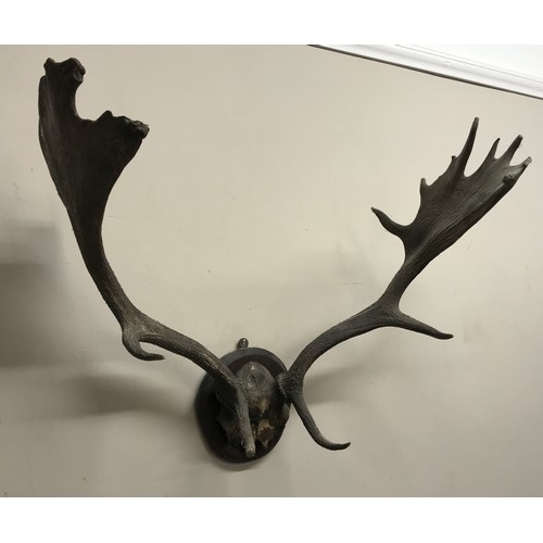 643 - A large set of possibly moose antlers mounted on a circular wooden plaque approx. 64w x 60cm h.