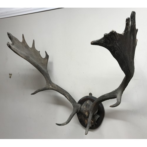 643 - A large set of possibly moose antlers mounted on a circular wooden plaque approx. 64w x 60cm h.