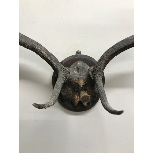 643 - A large set of possibly moose antlers mounted on a circular wooden plaque approx. 64w x 60cm h.