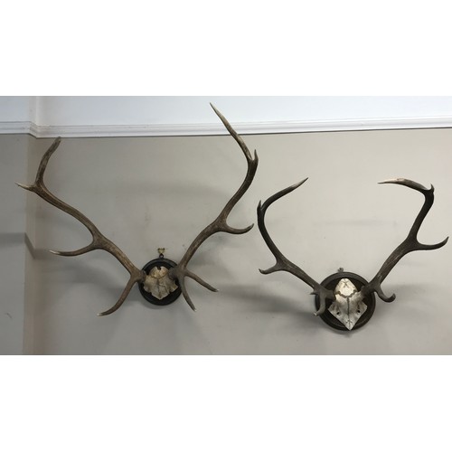 644 - Two sets of four and five pointed deer antlers mounted on wooden circular plaques largest approx. 77... 