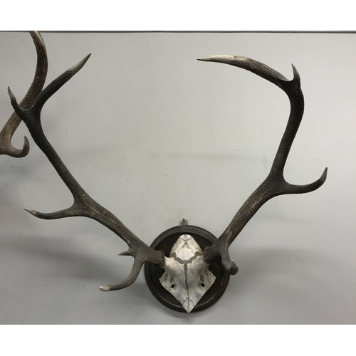 644 - Two sets of four and five pointed deer antlers mounted on wooden circular plaques largest approx. 77... 