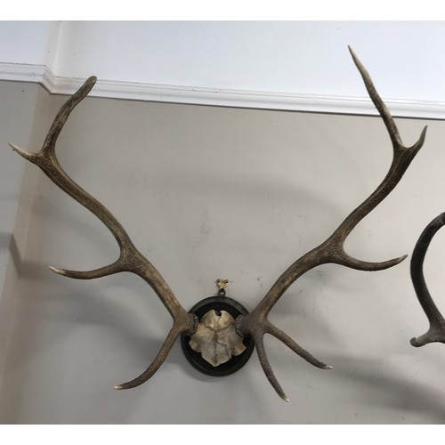 644 - Two sets of four and five pointed deer antlers mounted on wooden circular plaques largest approx. 77... 