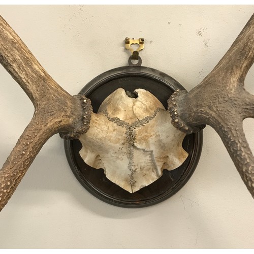 644 - Two sets of four and five pointed deer antlers mounted on wooden circular plaques largest approx. 77... 