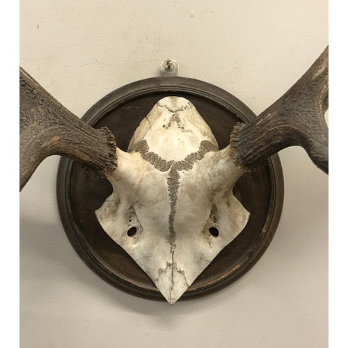 644 - Two sets of four and five pointed deer antlers mounted on wooden circular plaques largest approx. 77... 