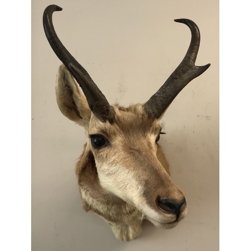 645 - A taxidermy head and neck of an antelope mounted by Frontier Taxidermists, Inc. approx. 54d x 45cm h... 