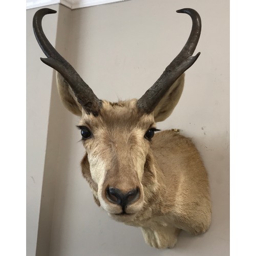 645 - A taxidermy head and neck of an antelope mounted by Frontier Taxidermists, Inc. approx. 54d x 45cm h... 