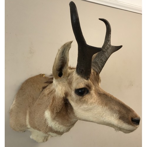 645 - A taxidermy head and neck of an antelope mounted by Frontier Taxidermists, Inc. approx. 54d x 45cm h... 