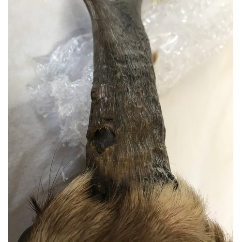 645 - A taxidermy head and neck of an antelope mounted by Frontier Taxidermists, Inc. approx. 54d x 45cm h... 