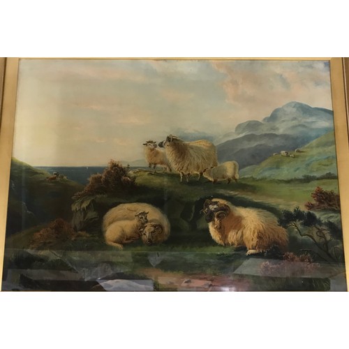 1360 - A large oil on canvas in gilt frame of sheep on cliffside, signed Walter Bond 1897 lower left. Image... 