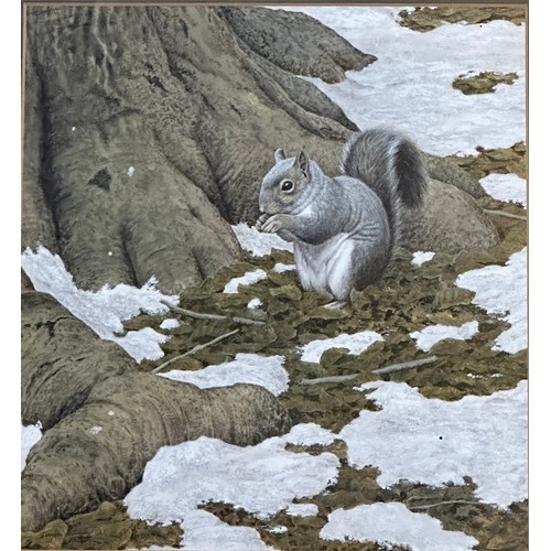 1426 - Simon Turvey (1975-) watercolour of Grey Squirrel signed lower left, image size 26.5cm x 24.5cm, fra... 