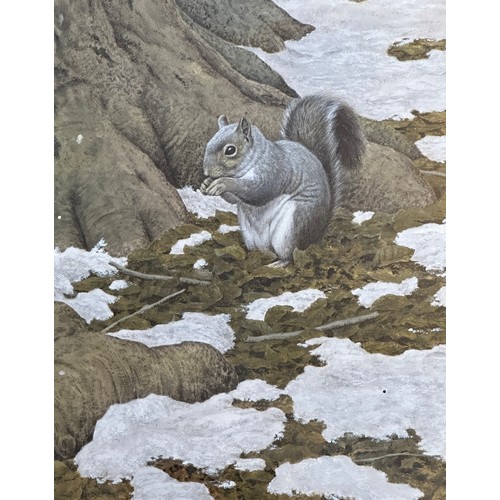 1426 - Simon Turvey (1975-) watercolour of Grey Squirrel signed lower left, image size 26.5cm x 24.5cm, fra... 