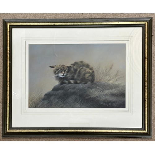 1426 - Simon Turvey (1975-) watercolour of Grey Squirrel signed lower left, image size 26.5cm x 24.5cm, fra... 