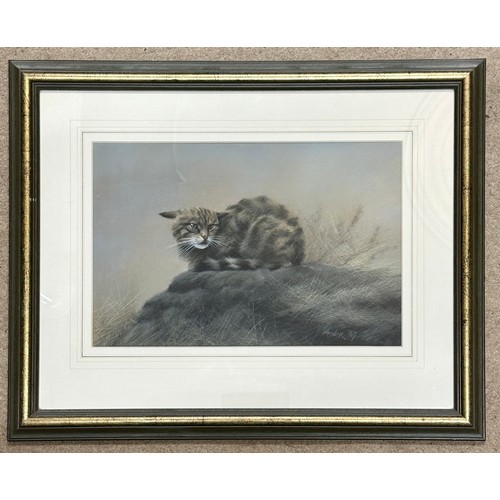 1426 - Simon Turvey (1975-) watercolour of Grey Squirrel signed lower left, image size 26.5cm x 24.5cm, fra... 