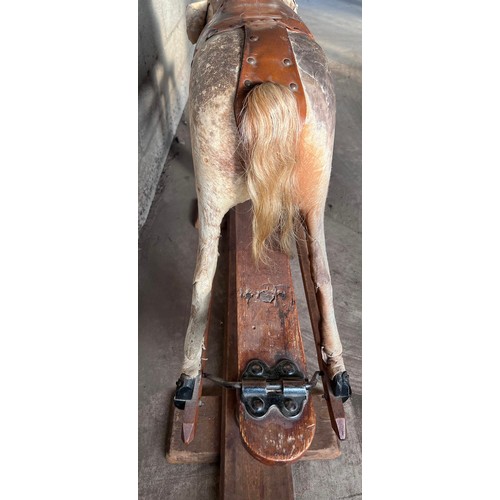 1102 - An early 20thC skin covered wooden rocking horse with leather saddle and bridle. Horse hair tail. 11... 