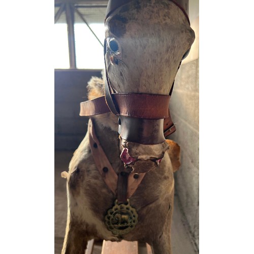 1102 - An early 20thC skin covered wooden rocking horse with leather saddle and bridle. Horse hair tail. 11... 