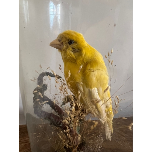 743 - A taxidermy study of a canary under a glass dome. 39cm h.