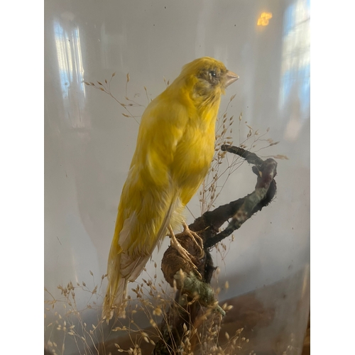 743 - A taxidermy study of a canary under a glass dome. 39cm h.