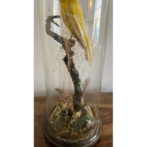 743 - A taxidermy study of a canary under a glass dome. 39cm h.