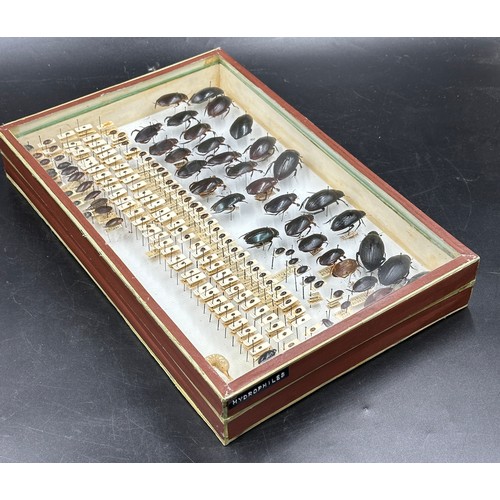 742 - Entomology: a cased display of Hydrophilidae - Water scavenger beetles. 38.5 x 25.5cm.