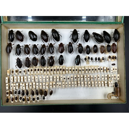 742 - Entomology: a cased display of Hydrophilidae - Water scavenger beetles. 38.5 x 25.5cm.