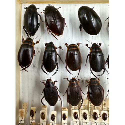 742 - Entomology: a cased display of Hydrophilidae - Water scavenger beetles. 38.5 x 25.5cm.