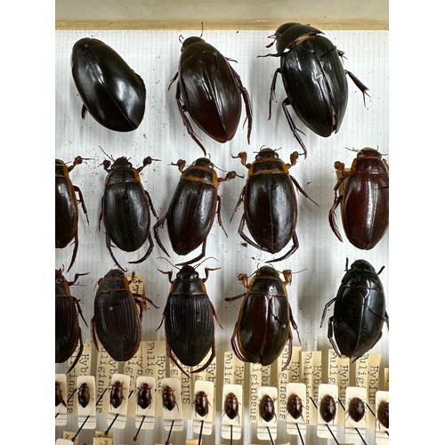 742 - Entomology: a cased display of Hydrophilidae - Water scavenger beetles. 38.5 x 25.5cm.