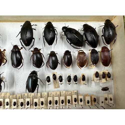 742 - Entomology: a cased display of Hydrophilidae - Water scavenger beetles. 38.5 x 25.5cm.