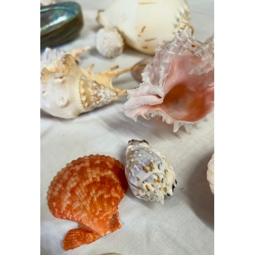 1329 - A collection of various world shells to include abalone shells, Melo Melon shell, Conch, Pacific Bar... 