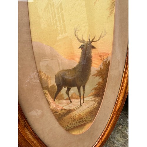 1373 - A pair of stag prints in large wooden oval frames.  Frames  135 x 63cm.