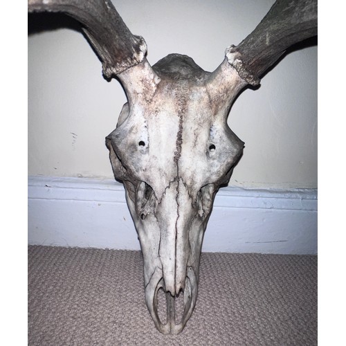 905 - Stags antlers and skull. 73cm w.