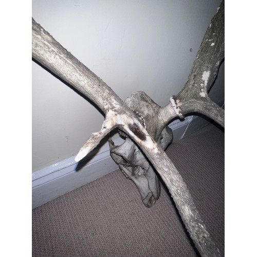 905 - Stags antlers and skull. 73cm w.