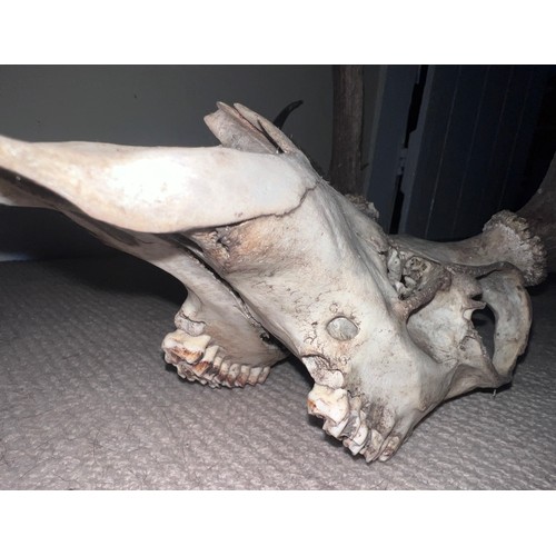 905 - Stags antlers and skull. 73cm w.