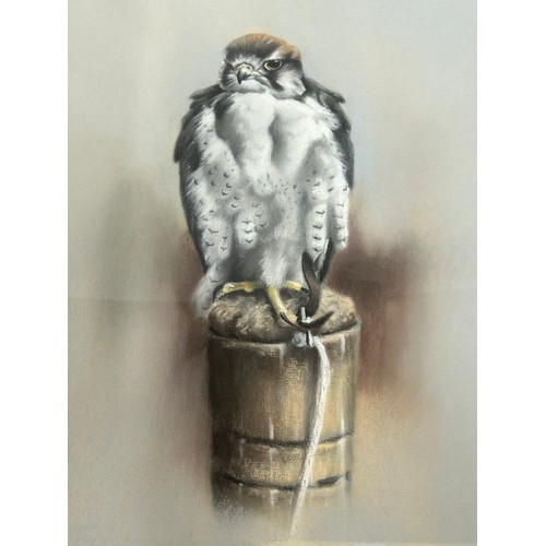 1394 - John Naylor (English, b.1960) A pastel study of a Kestrel. Image 40.5cm x 29cm. Frame 60cm  x 45.5cm... 