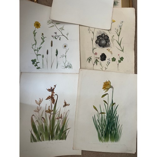 1386 - A large quantity of 19thC botanical watercolour paintings all with pencil notes. Four framed and oth... 