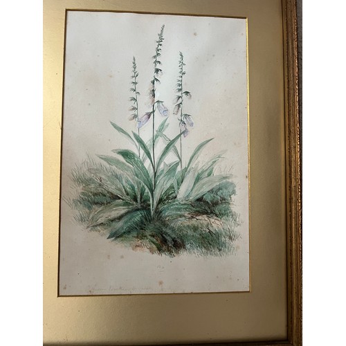 1386 - A large quantity of 19thC botanical watercolour paintings all with pencil notes. Four framed and oth... 