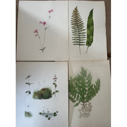 1386 - A large quantity of 19thC botanical watercolour paintings all with pencil notes. Four framed and oth... 