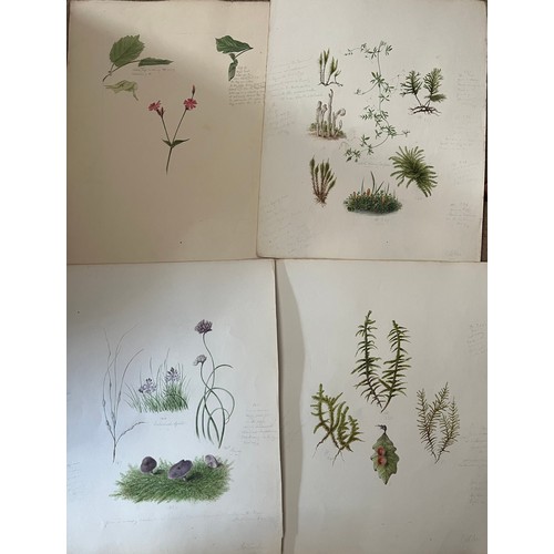 1386 - A large quantity of 19thC botanical watercolour paintings all with pencil notes. Four framed and oth... 