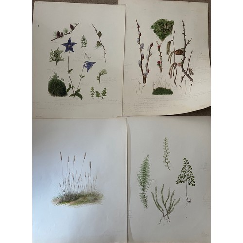 1386 - A large quantity of 19thC botanical watercolour paintings all with pencil notes. Four framed and oth... 