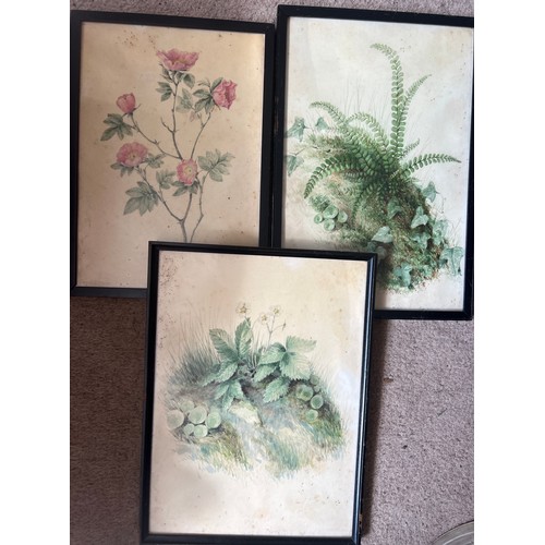 1386 - A large quantity of 19thC botanical watercolour paintings all with pencil notes. Four framed and oth... 