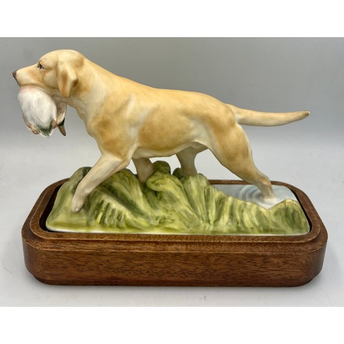 115 - A Royal Worcester figure, ‘Yellow Labrador’ one of a series of sporting dogs by Doris Lindner on woo... 