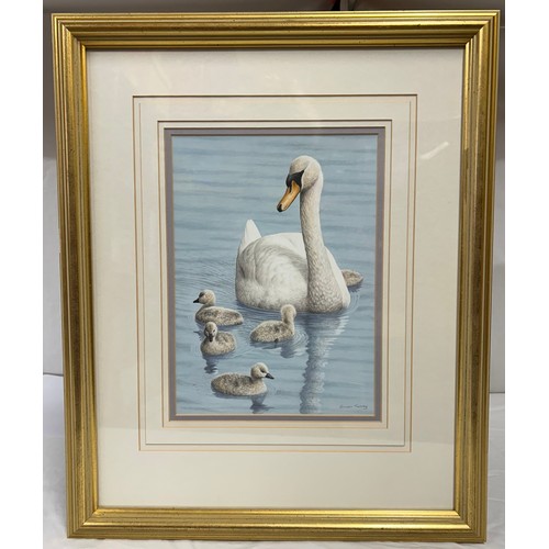 1500 - Simon Turvey (1975-) watercolour of swan and signets signed lower right. Image size 28 x 20.5cm.