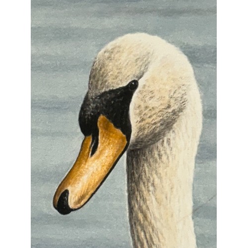 1500 - Simon Turvey (1975-) watercolour of swan and signets signed lower right. Image size 28 x 20.5cm.