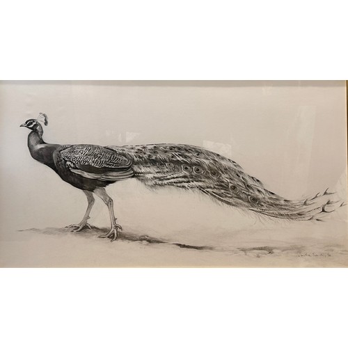 1504 - Jonathan SAINSBURY (1951) A charcoal drawing of a peacock. Signed L.R. 94 in glazed frame. Sight siz... 