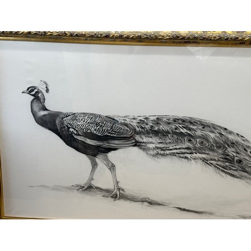 1504 - Jonathan SAINSBURY (1951) A charcoal drawing of a peacock. Signed L.R. 94 in glazed frame. Sight siz... 