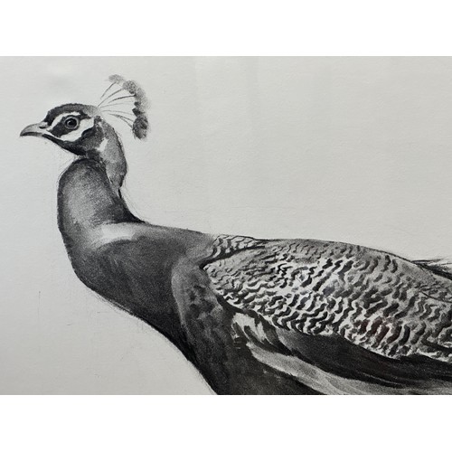 1504 - Jonathan SAINSBURY (1951) A charcoal drawing of a peacock. Signed L.R. 94 in glazed frame. Sight siz... 